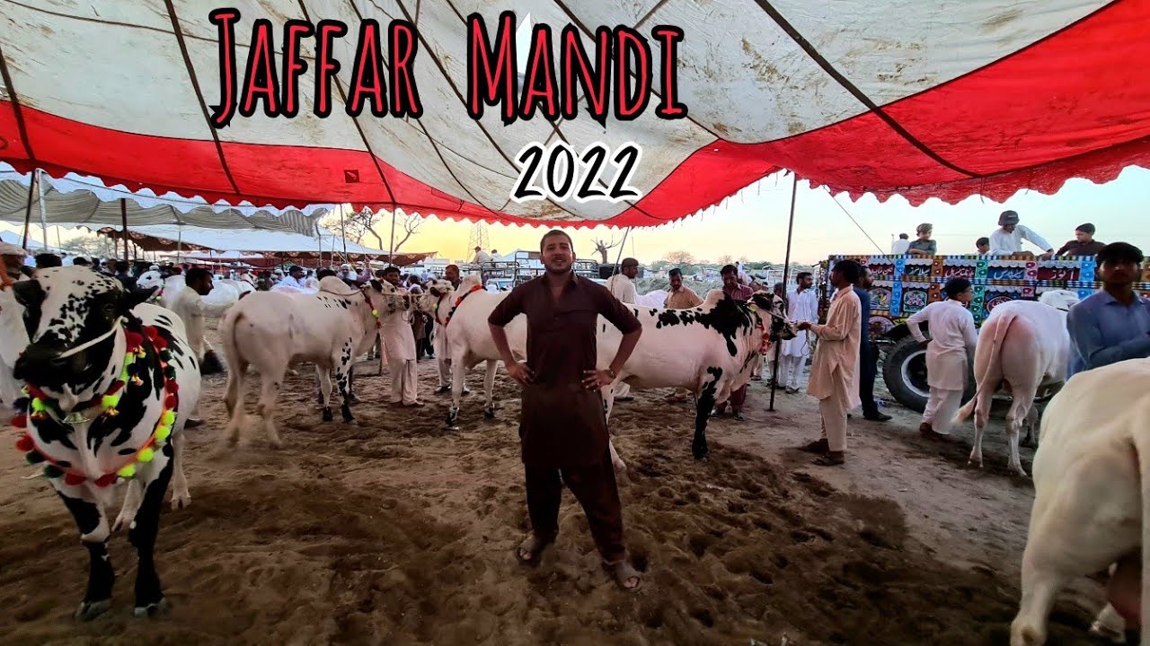 Jaffar Mandi Fateh Jang 2022 ( PART 04 ) Fateh Jang Bulls 2022 - Cow Mandi 2022 - Bakra Mandi 2022