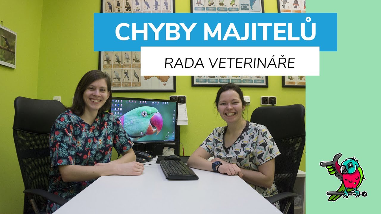 Nejčastější chyby majitelů končící na veterině