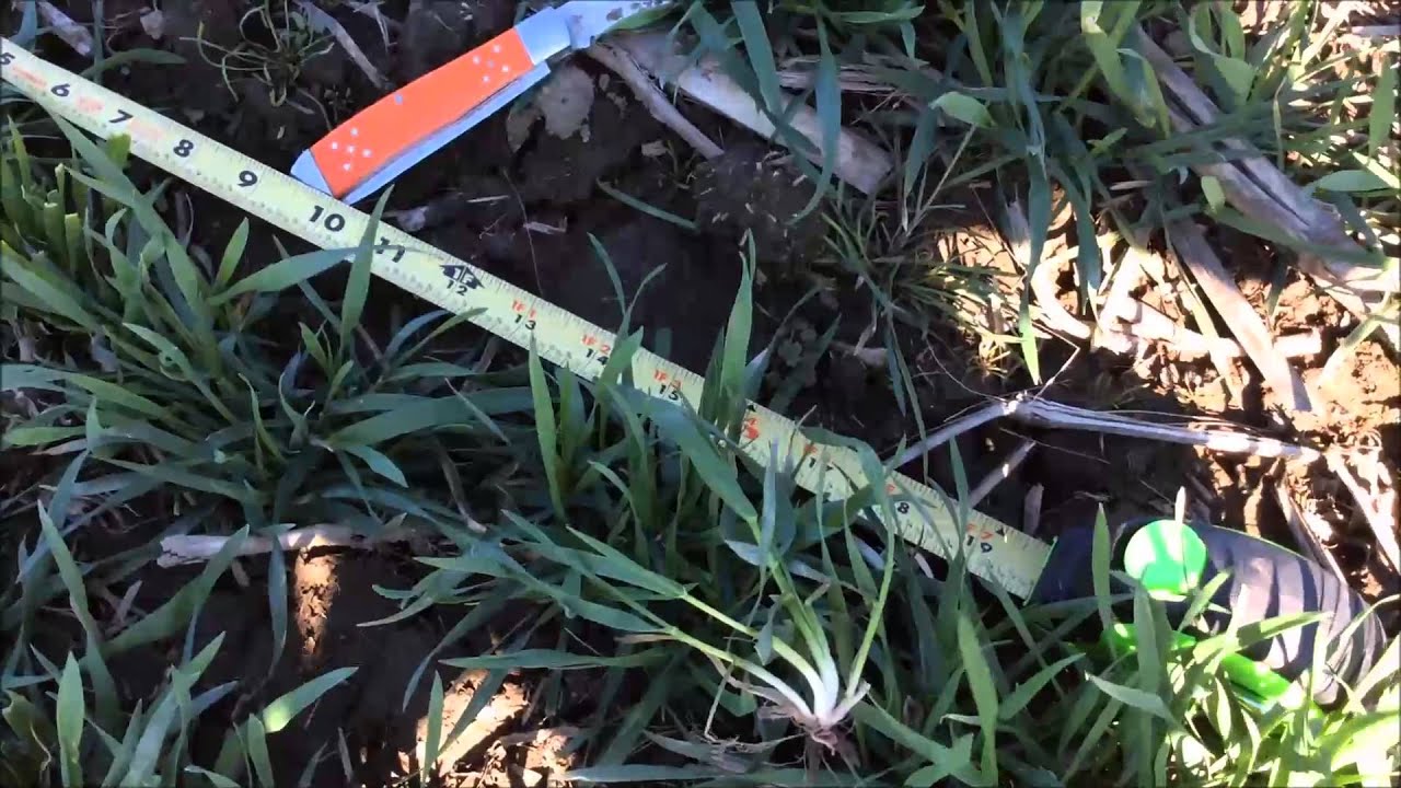 Taking Tiller Population Counts in Wheat