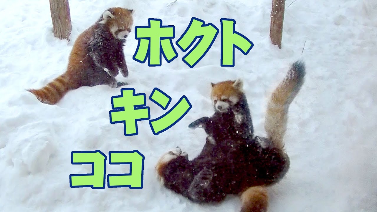 【レッサーパンダ】ココとキンとホクト　Red Panda COCO,KIN,HOKUTO at Maruyama Zoo 2015