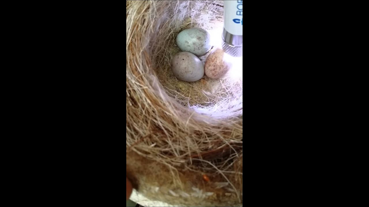 How to check canary eggs for fertility