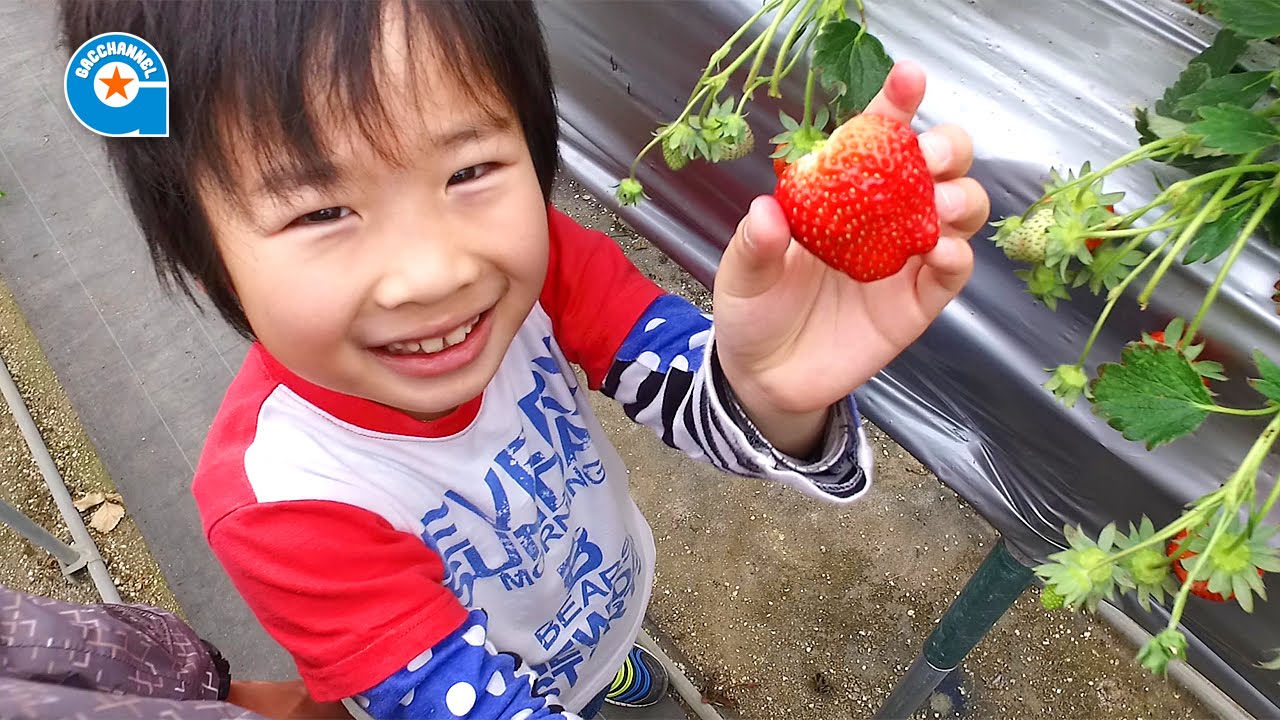 いちご狩りに行きました【がっちゃん】すずめっこ森