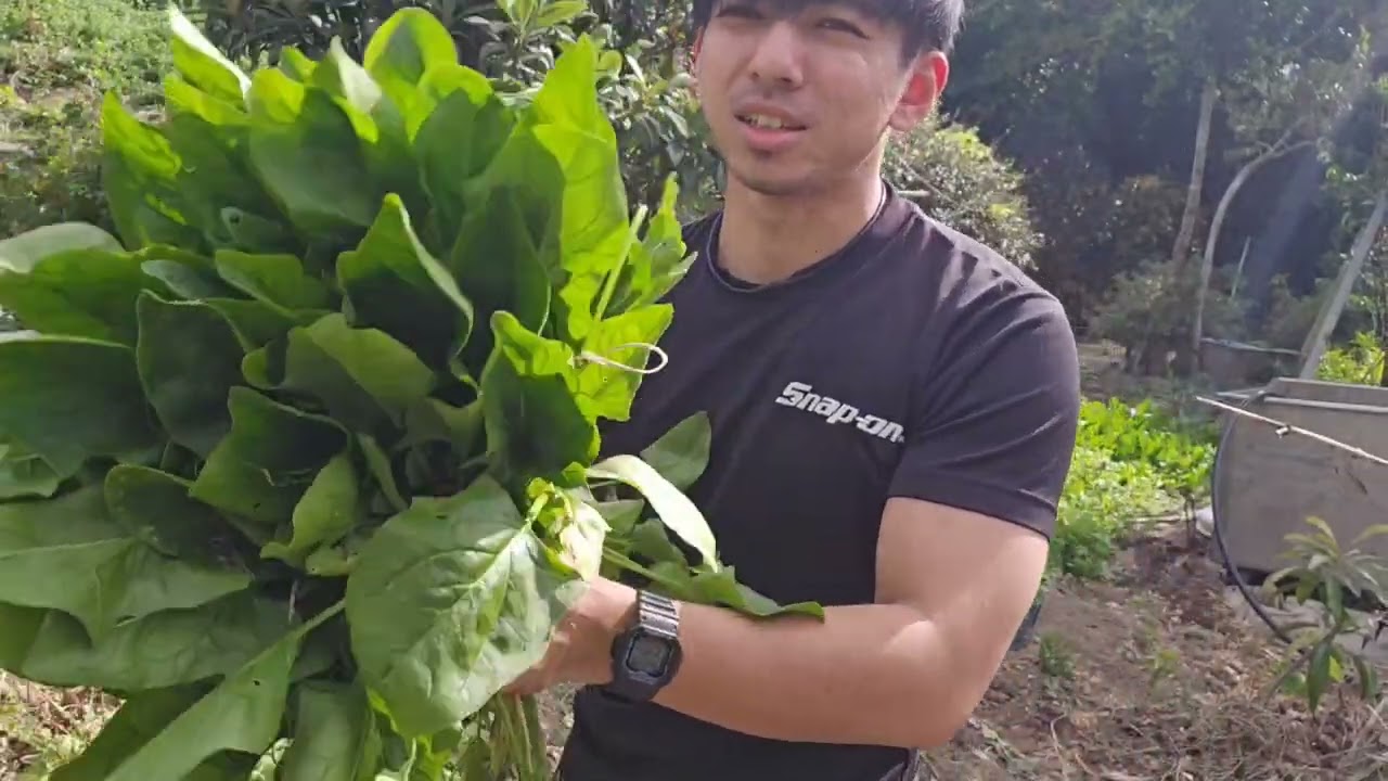 【畑の記録】2月4日　春菊とほうれん草