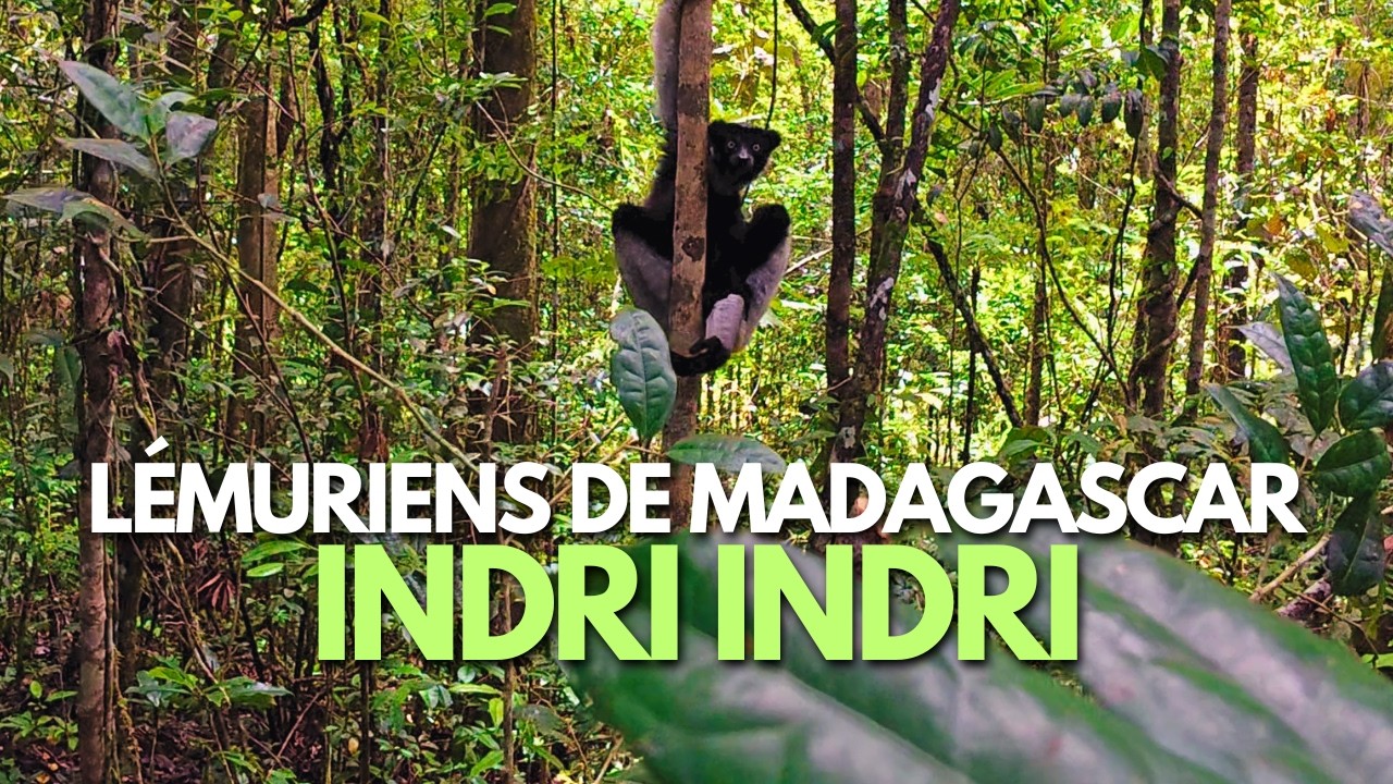 Indri Indri : Les plus grands lémuriens de Madagascar 🇲🇬 Réserve d'Andasibe-Analamazaotra