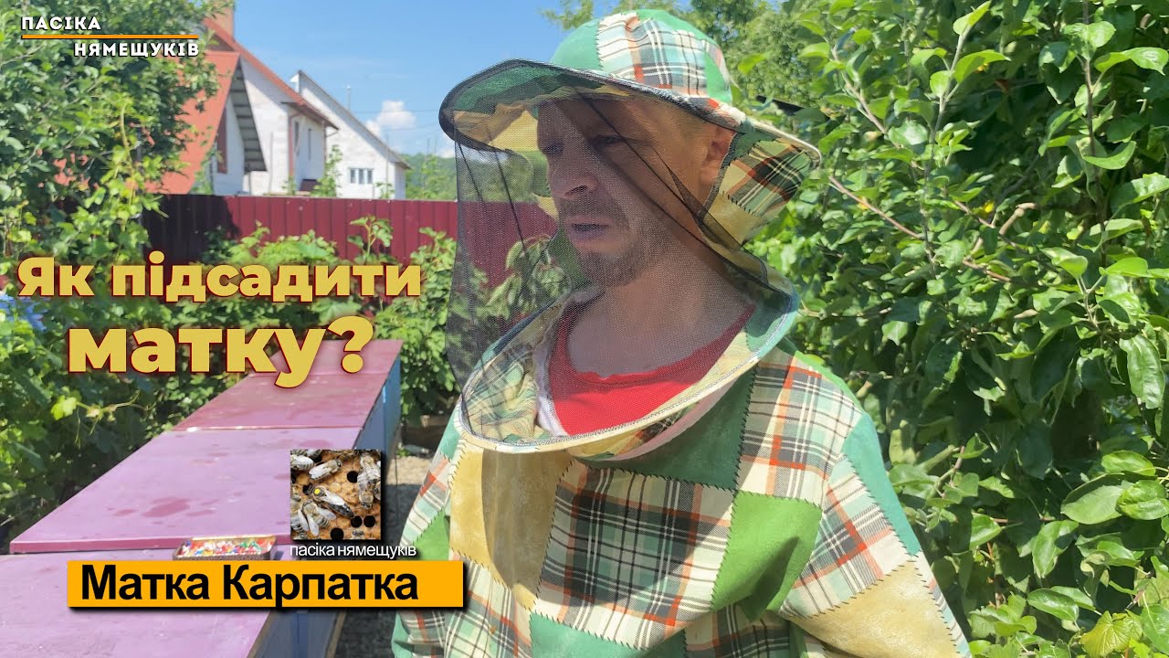 Як ми підсаджуюмо матки!