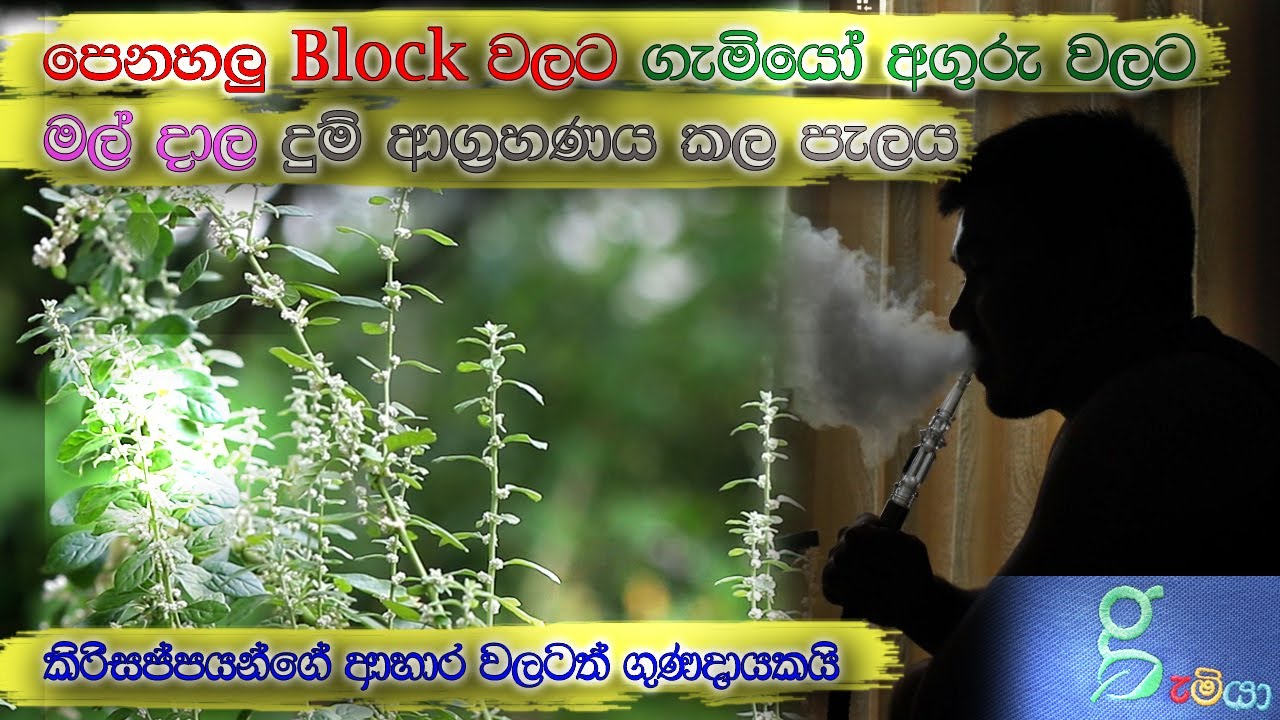 පෙනහලු block වලට, ඇදුමට ගිනිඅගුරු වලට දමා දුම් අල්ලන මුත්‍රා කාරක ඔසු පැලය