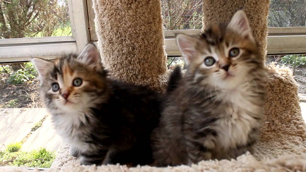 Siberian kittens - 6 weeks old