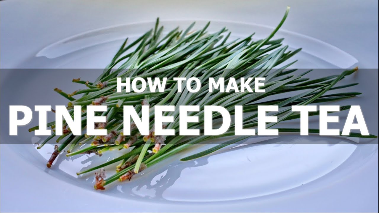 How to Make Pine Needle Tea