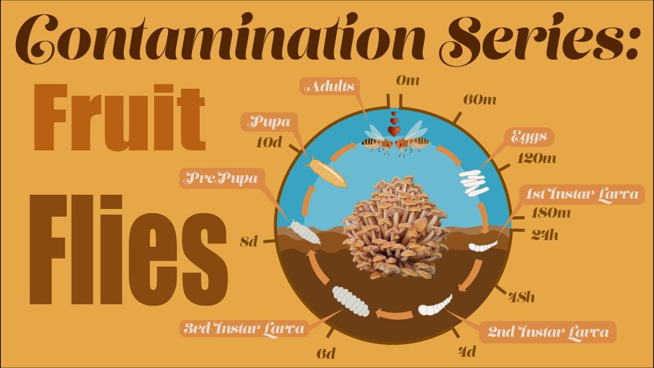 Mushroom Contamination: Fruit Flies