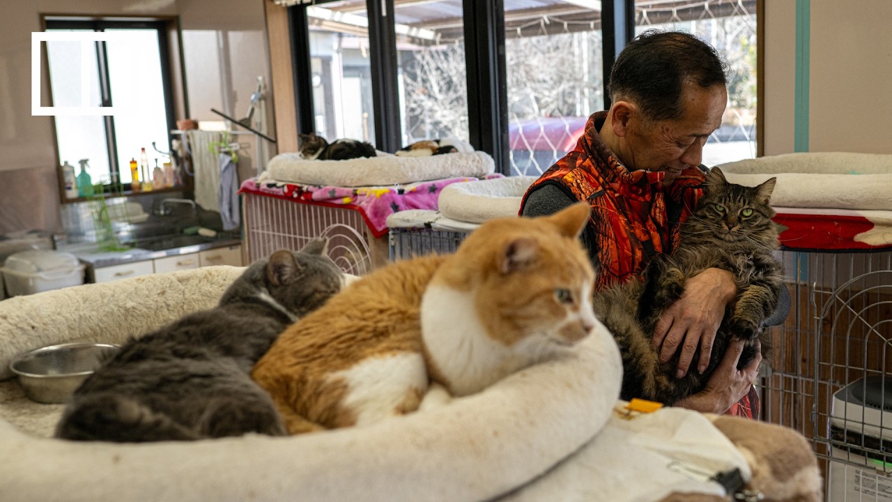 Fukushima’s stray animal saviour searches for redemption