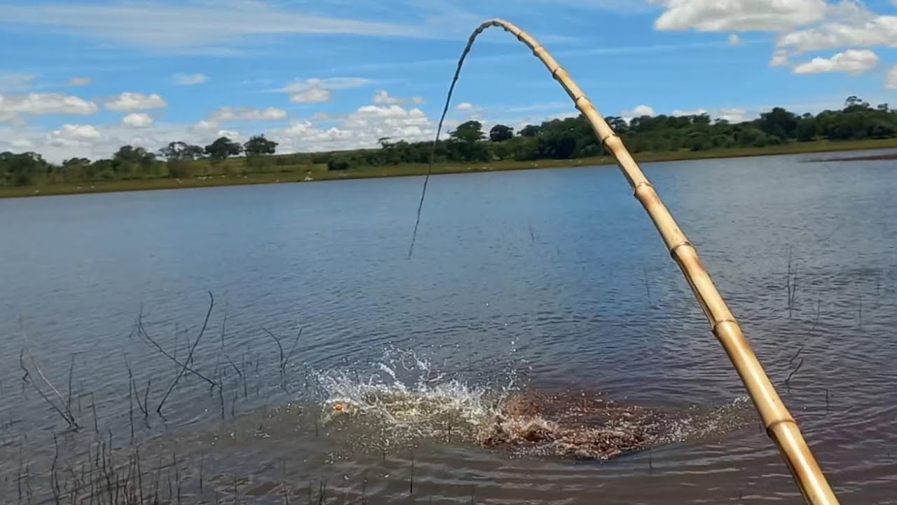 Esse Peixe vocês nunca viram é extremamente Raro veio na Pescaria de Tilápias e tucunaré Rio...