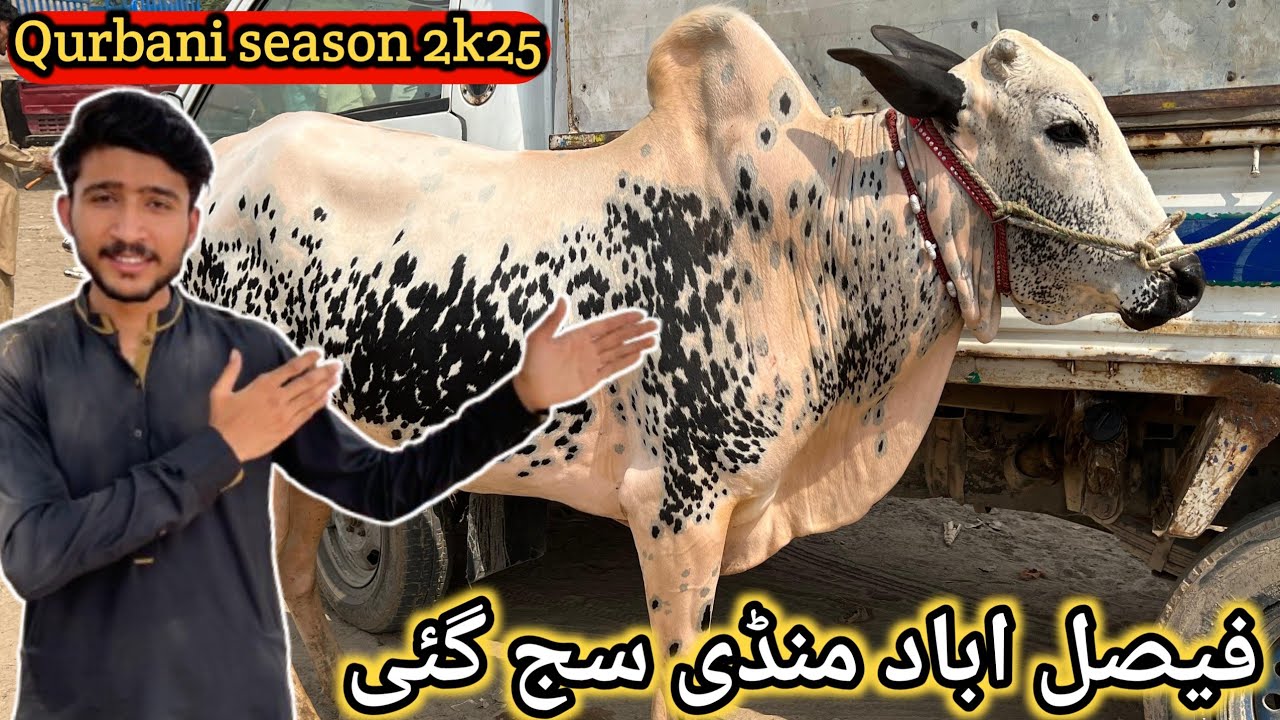 Faisalabad Bakra Mandi new update || buddh Mandi Faisalabad || Apr 10, 2025