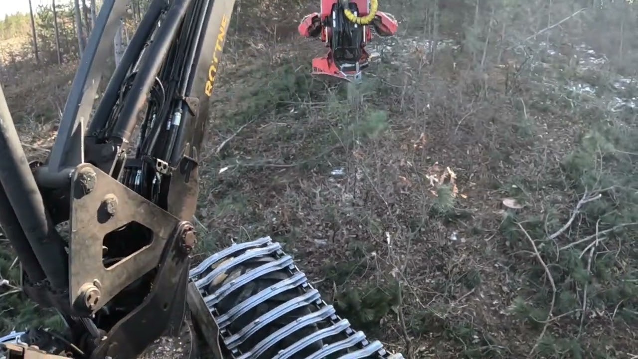 Rottne  H20  red pine  clear cut