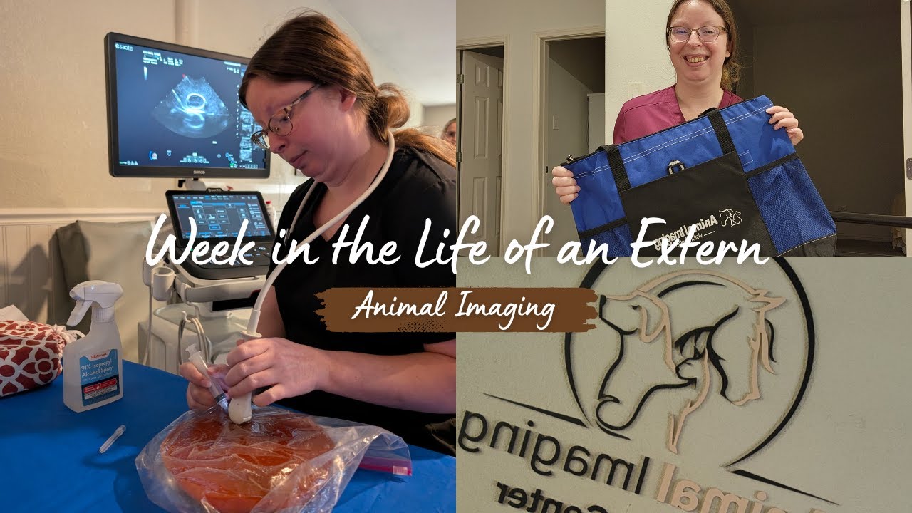 Week in the Life of a Veterinary Student Extern at Animal Imaging