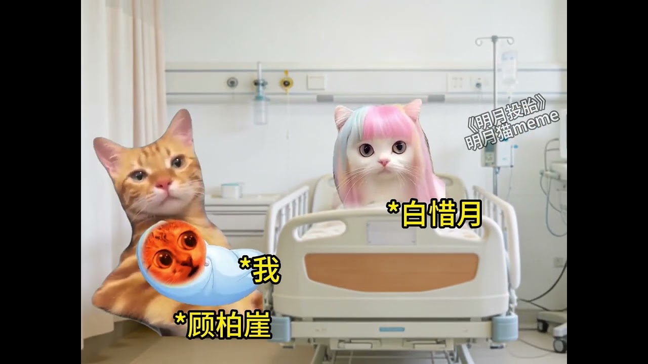 明月投胎1-3#貓#搞笑#熱門 #熱門 #貓meme