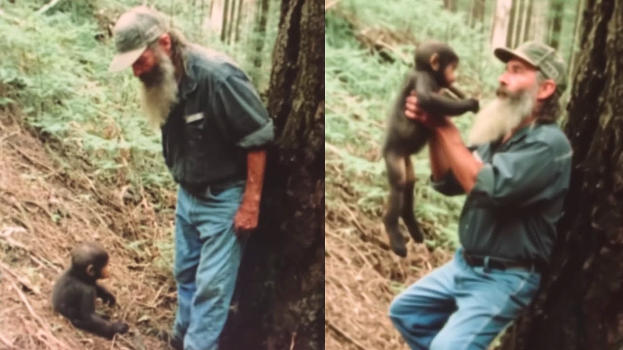 The Park Ranger Took a Baby Bigfoot Home. At Midnight, His Family Regretted It - Sasquatch Story