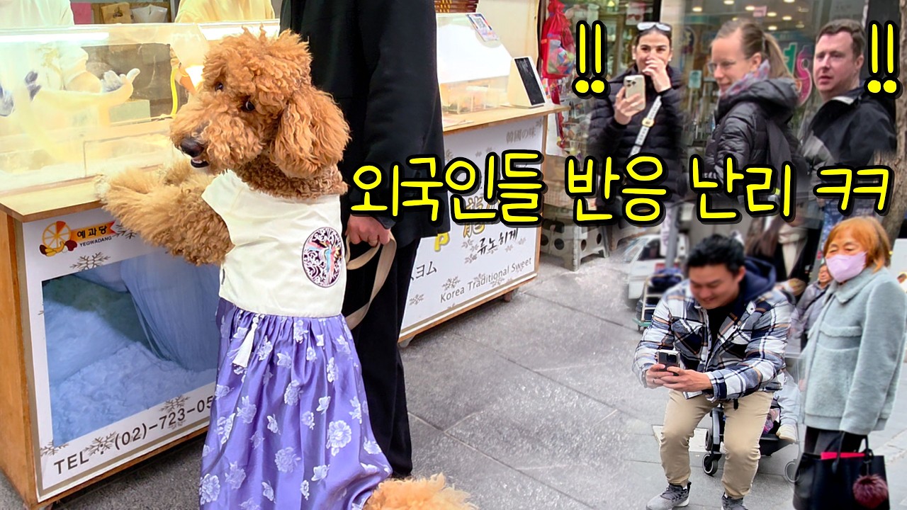 한복 입고 인사동 갔더니… 외국인 반응 난리ㅋㅋ┃스탠다드푸들