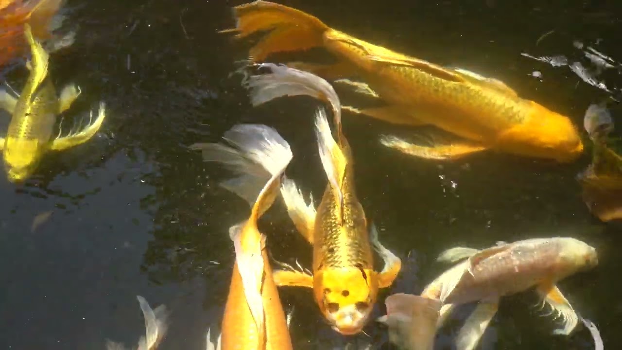 20230716 [4K] Nishikigoi with long fins（ヒレの長い錦鯉）Shimoda City, Shizuoka Pref., Japan.