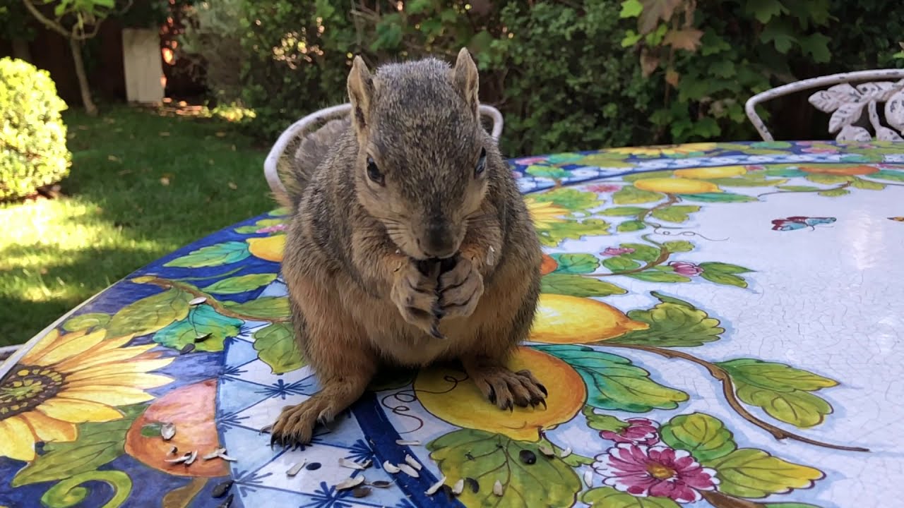Slow Motion Squirrel Eating Sunflower Seeds