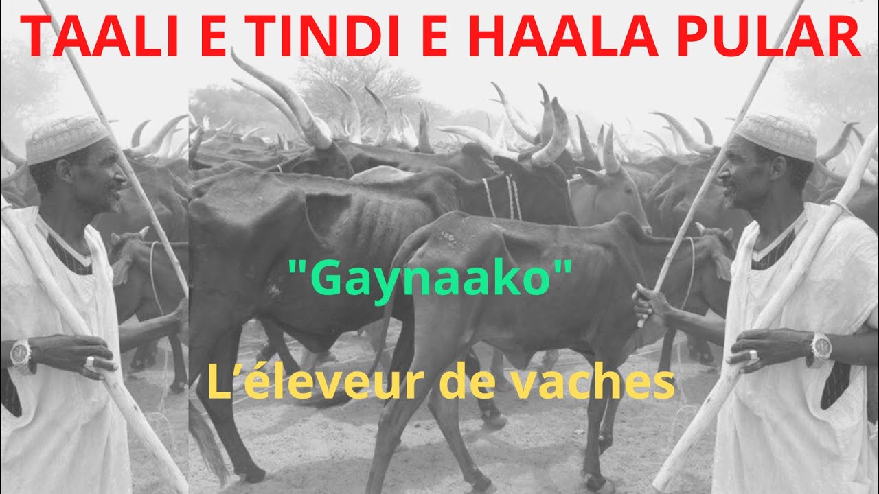 Taali Eh Tindi Eh Haala Poular