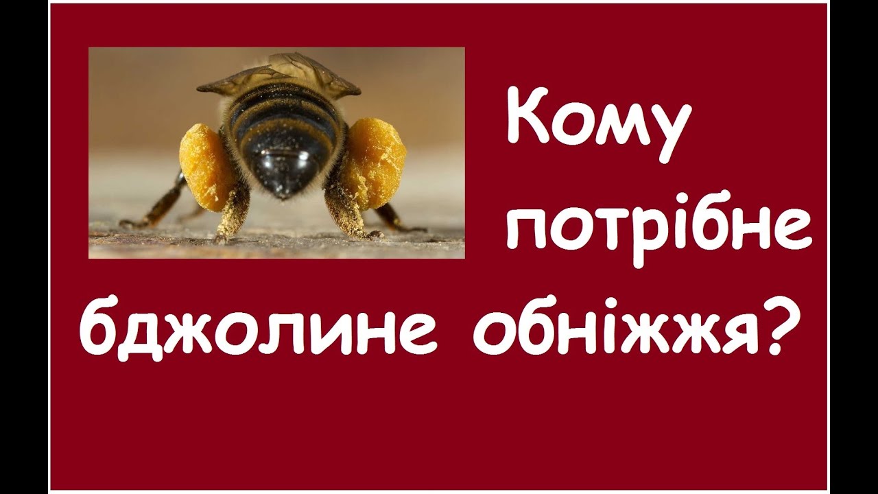 Бджолине обніжжя - цінний продукт!