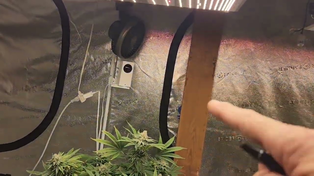 Weekly update Octopot grow #8 & #9 Grape ape,Sour Diesel,Girl scout cookies.