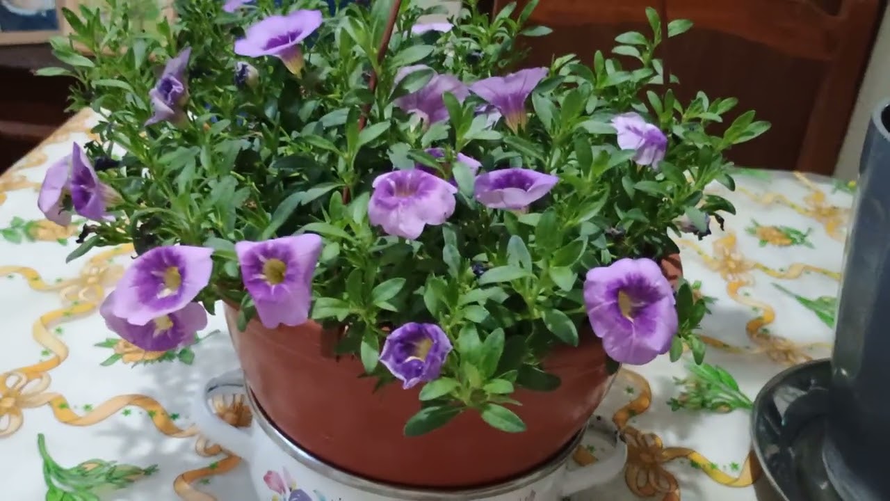 Mostrando para você as minhas plantas dentro de casa, que maravilha que elas estão! 