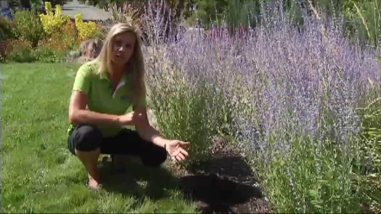 7 Principles of Xeriscape Gardening