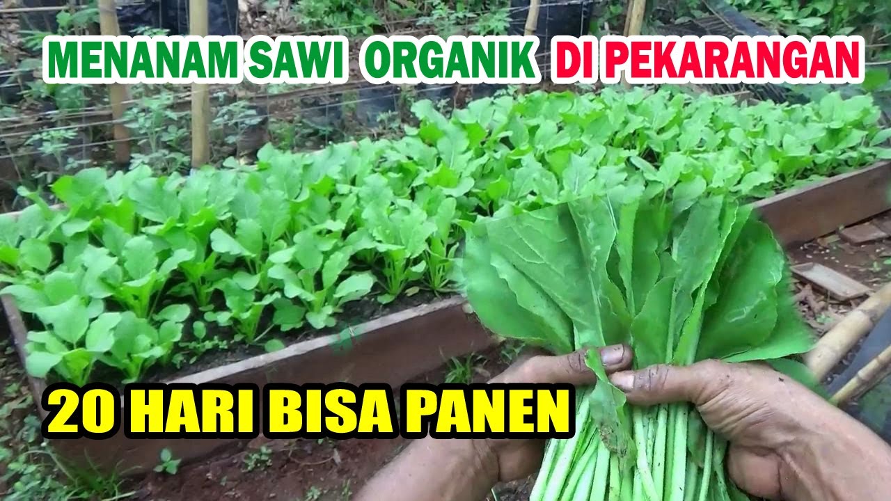 Cara  Menanam SAWI ORGANIK di Pekarangan CEPAT PANEN  Dari Semai Sampai Panen Versi IRP