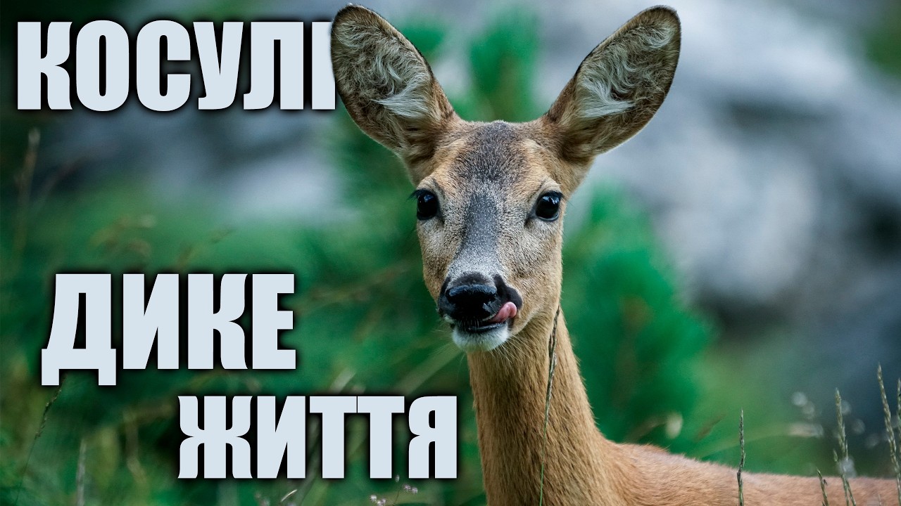 ТАЄМНЕ ЖИТТЯ КОСУЛІ: дивні звички, які шокують