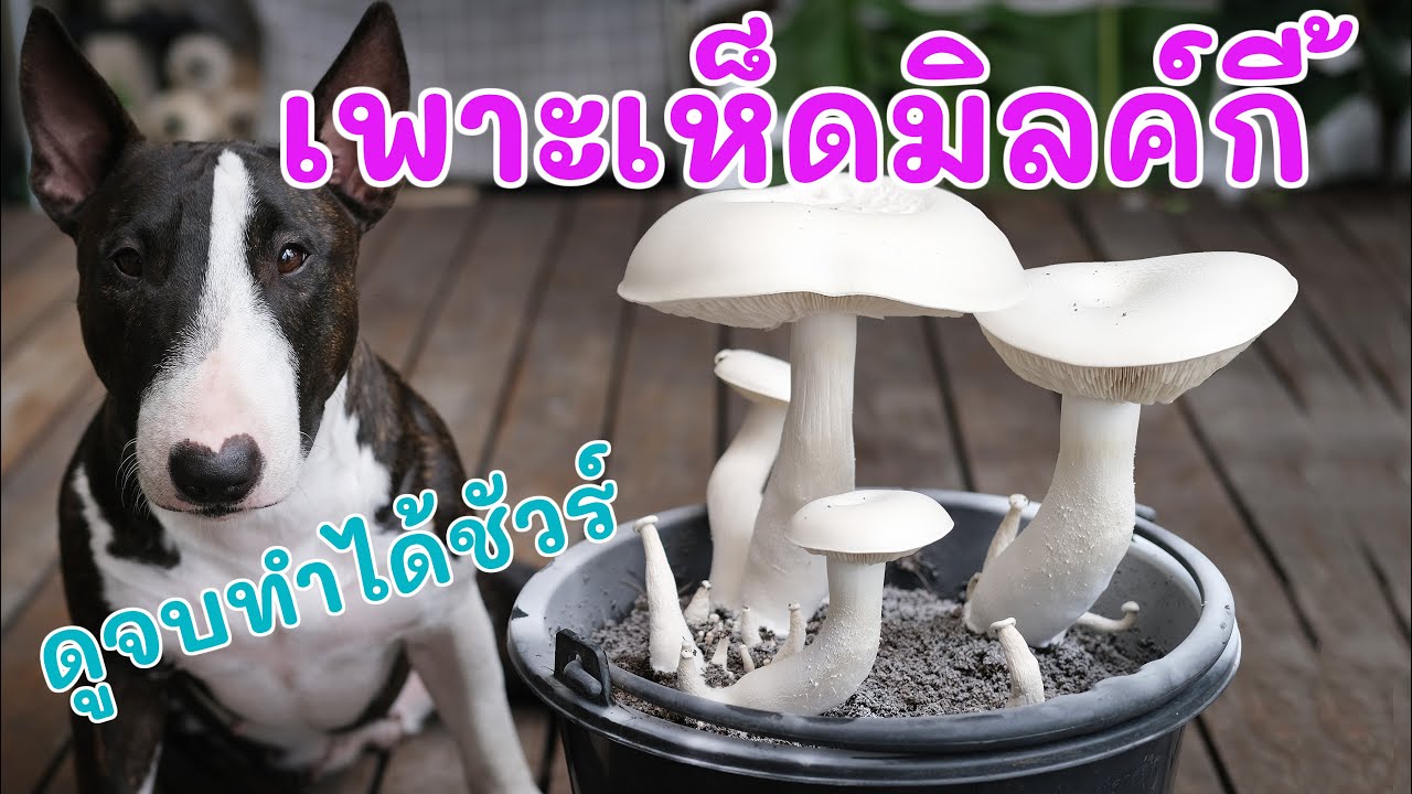 วิธีเพาะเห็ดมิลกี้แบบง่ายๆ สร้างรายได้ อาชีพเสริม ดูจบ ทำได้ชัวร์  | pitt dad style