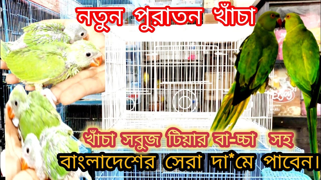 খাঁচা- সবুজ টিয়ার বা-চ্চা - কোকাটেল পাখিসহ সকল পাখি ও খাঁচা পাবেন বাংলাদেশের সেরা দা