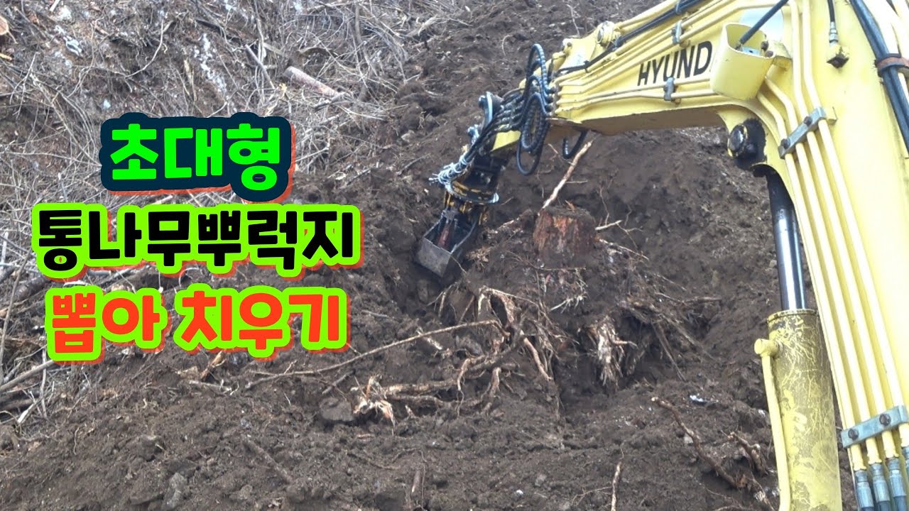 초 대형 나무 뿌럭지 뽑기