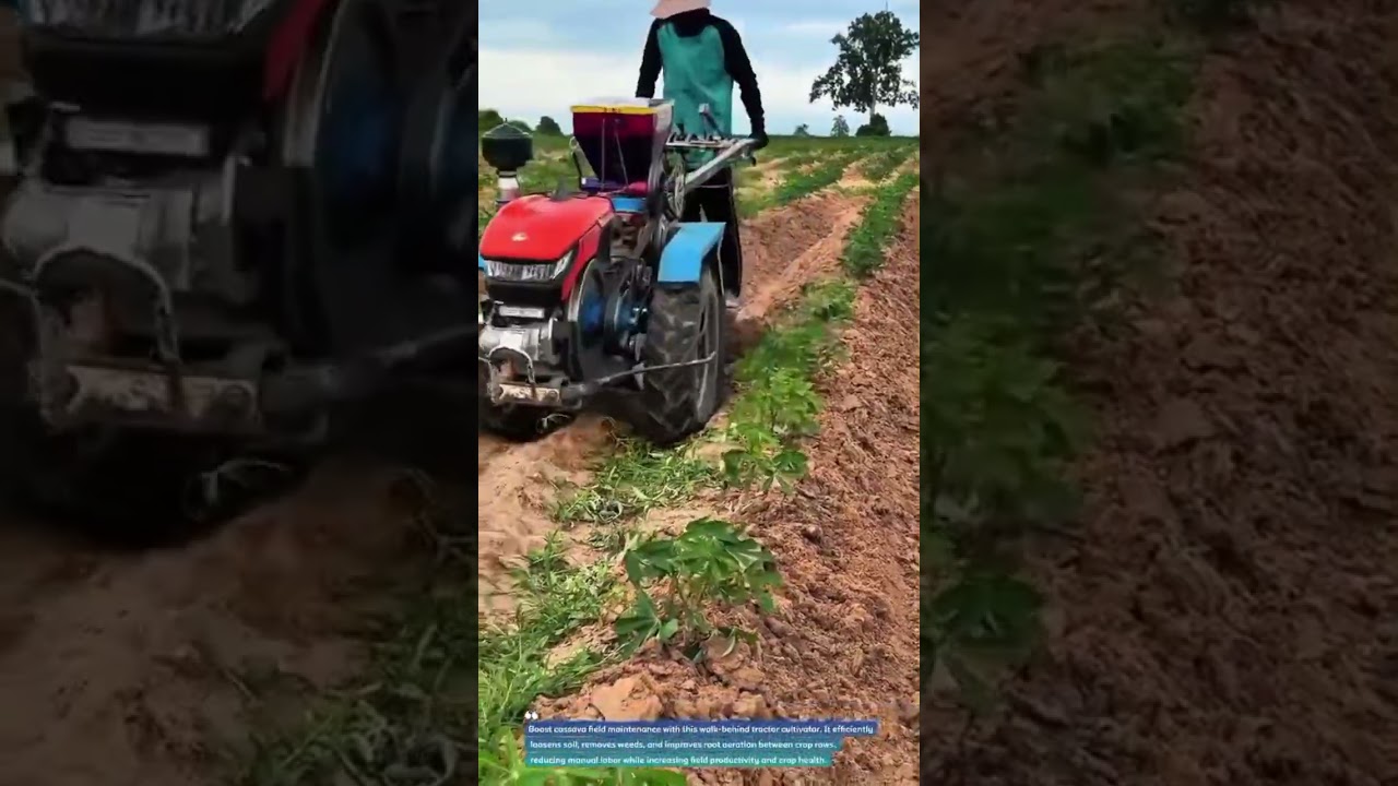 Walk-Behind Tractor Cultivator for Cassava Farming #FarmTech #Agriculture #SmartFarming