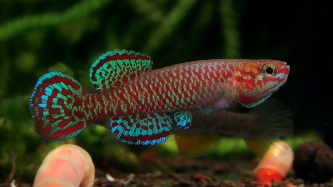 【4K】【熱帯卵生メダカ非年魚】Aphyosemion joergenscheeli GBG93/21 【再録】 アフィオセミオン 熱帯魚 アクアリウム killifish