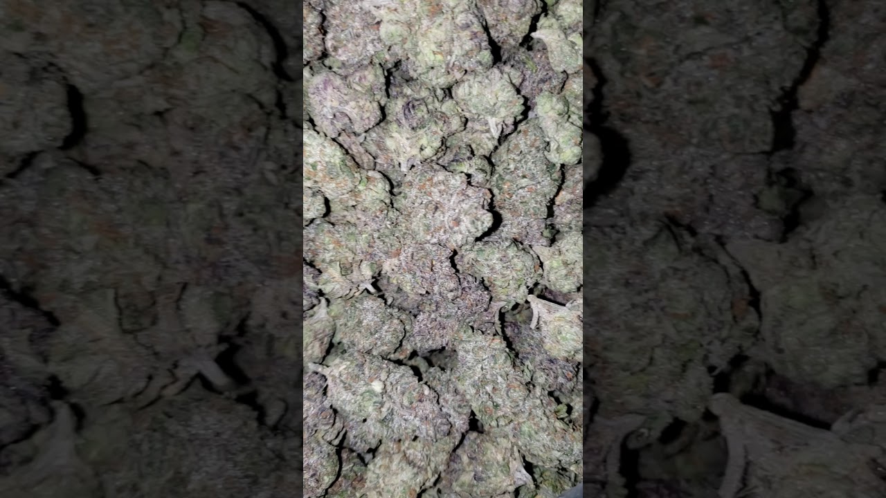 Gelato 33 Properly Grown!