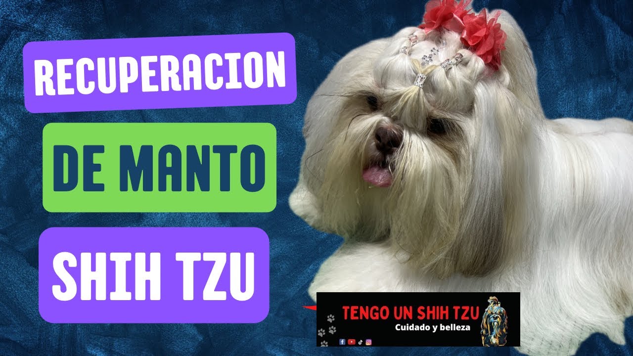 APRENDE A RETIRAR LOS NUDOS A UN SHIH TZU