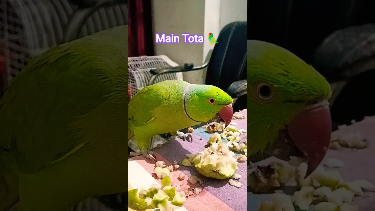 #maintota #kahaniya #videoforkids #gaane #balgeet #rhyme #hindibalgeet #banglarhyme #poems #kavita