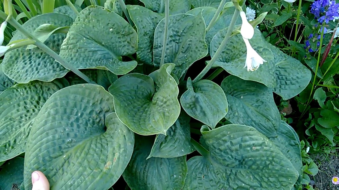 Clear Fork River Valley