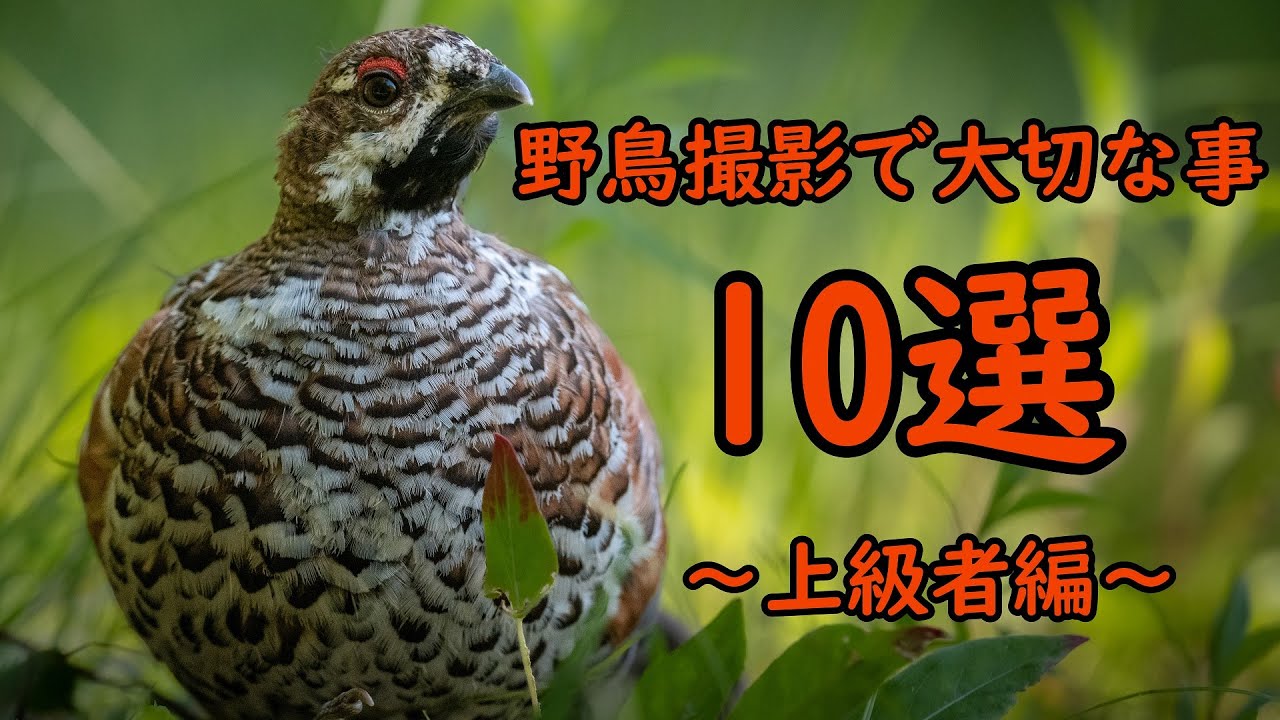 野鳥撮影で押さえておきたい10点 ～上級者編～ #Nikon #野鳥撮影 #カメラ