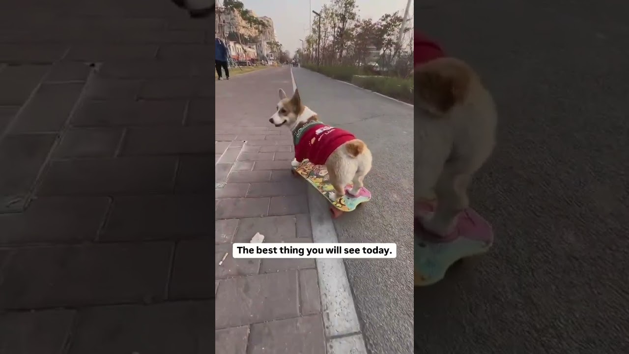 I'm a sucker for Skateboarding dog videos. This one is AWESOME