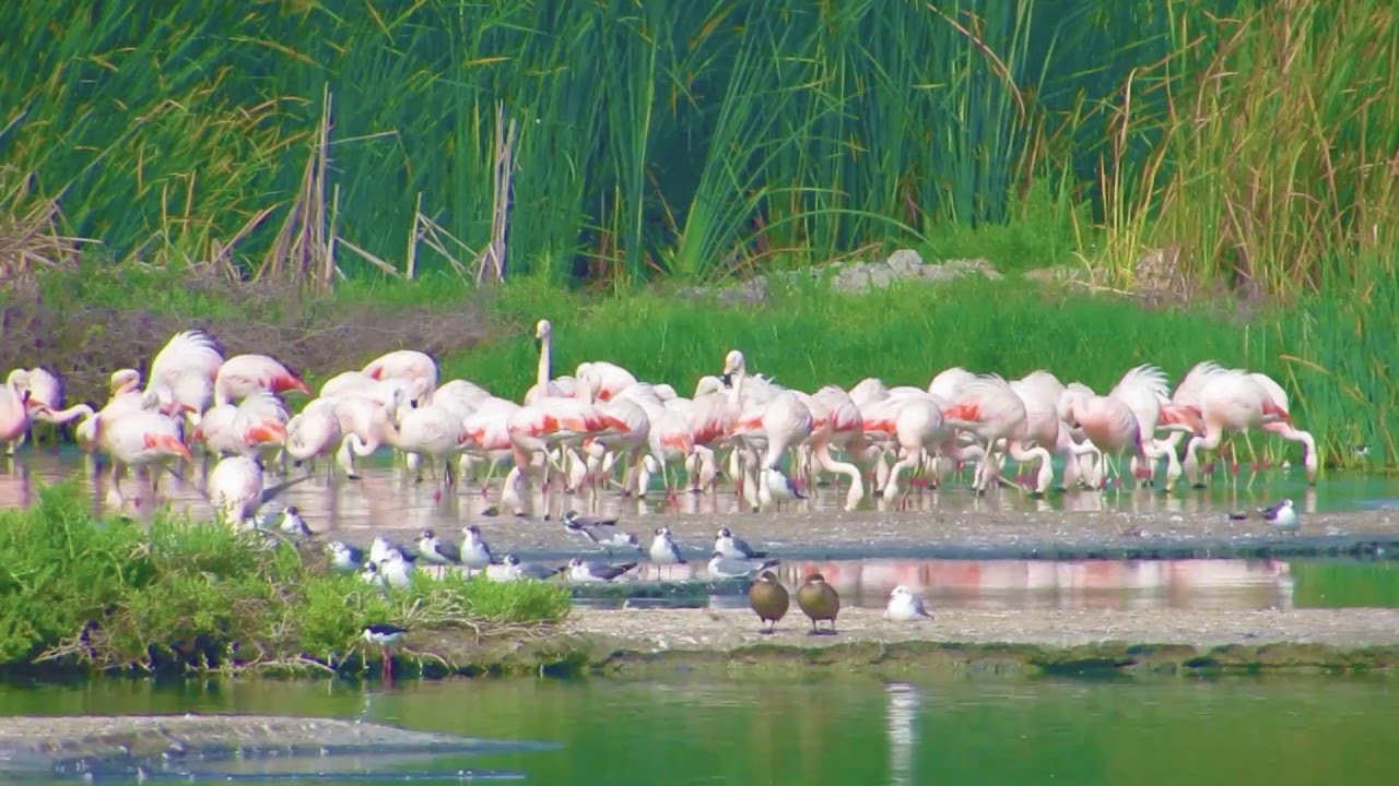 Humedales de Santa Julia, Piura - La Laguna Escondida