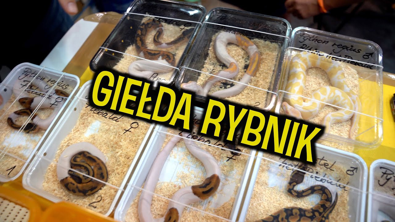 Luźna relacja z targów w Rybniku