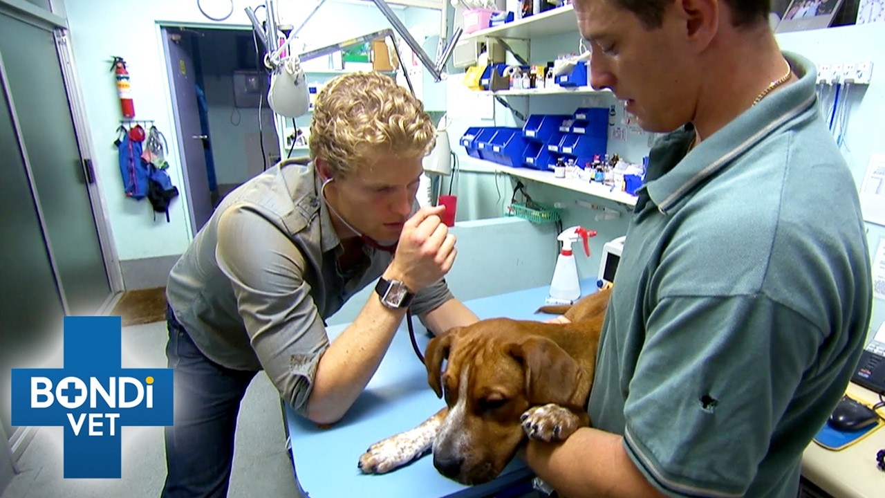Can Vets Save These Pets Before Time Runs Out? 😰  | Best Of Bondi Vet