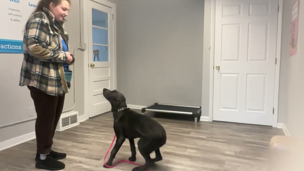 Violet:Working on sit, look, down, place, and recall