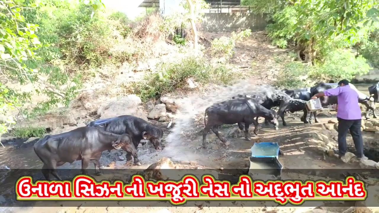 ગાંડી ગીર ના ખજૂરી નેસ ની મુલાકત નેસ ના આહિર ની  મહેમાનગતી અને મીઠો આવકારો#FARMERSFRIEND77