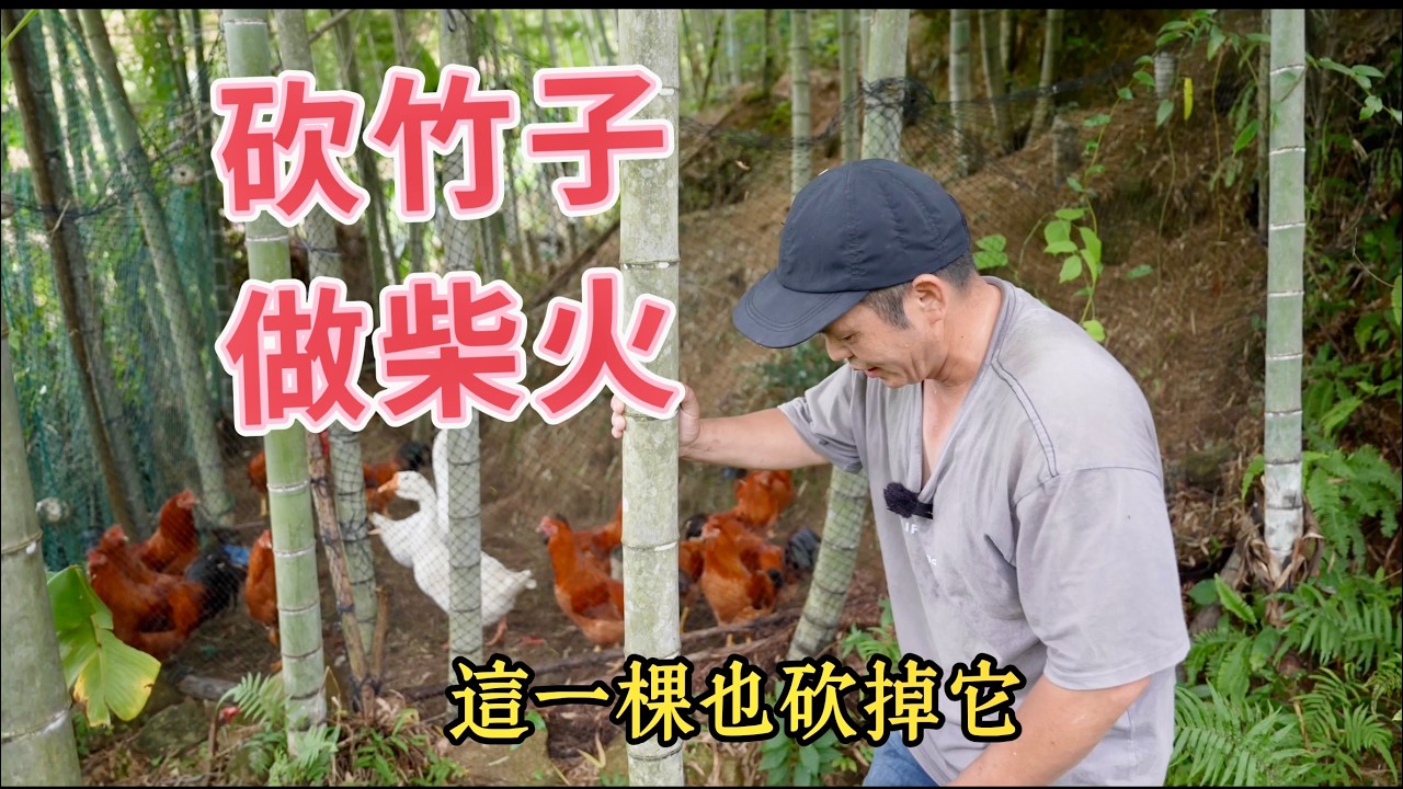 老家的竹林子太密了，砍老竹子做柴火。真實的山區田園生活，自己砍柴火