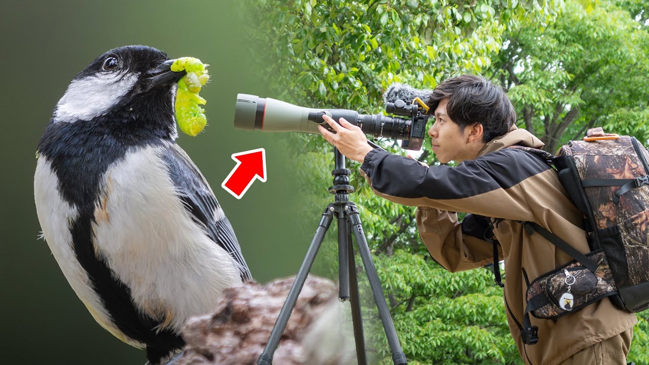 カメラの限界超える！？デジスコで野鳥撮影すると...！