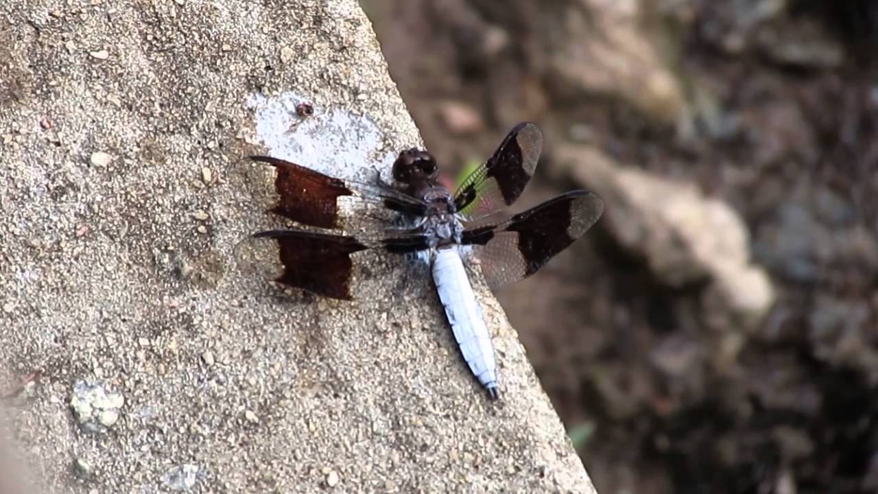 Close-up of a dragonfly