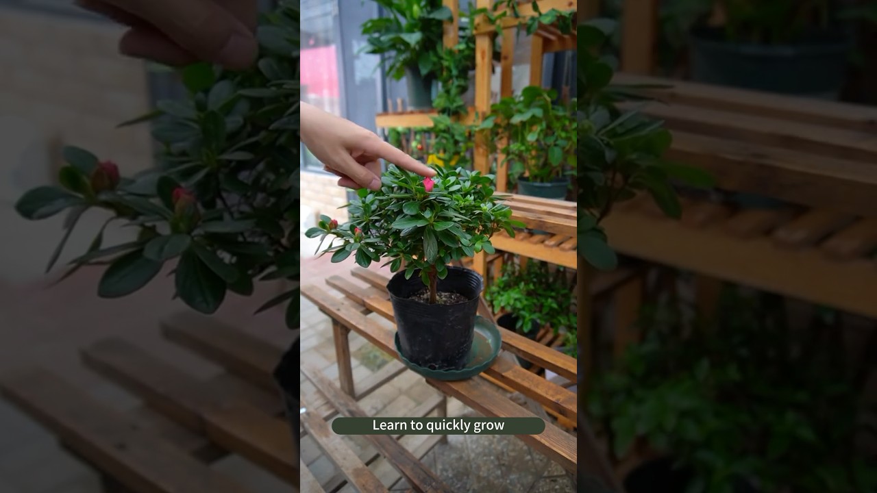 Do you know the care tips for azaleas？ #soilphu #garden #soiltest #flowers #gardening #planting